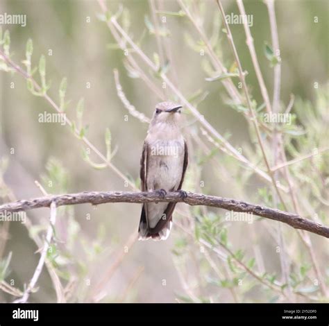 Black-chinned Hummingbird (Archilochus alexandri) Aves Stock Photo - Alamy