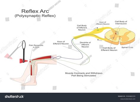 Image result for Reflex Arc Example