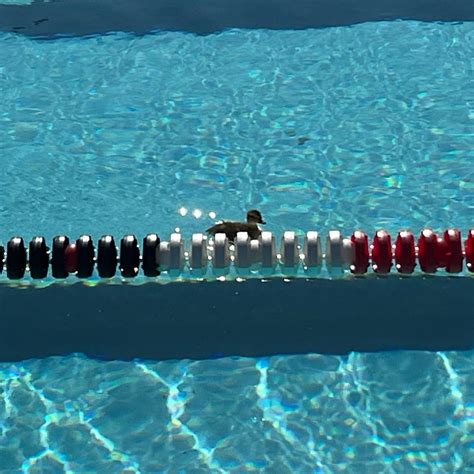 Naperville Tennis Club Orca Swim Team (@ntc_orcas) • Instagram photos ...