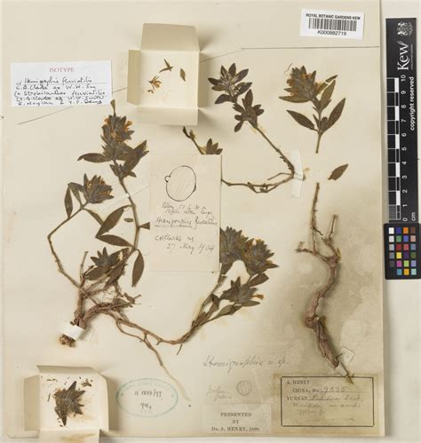 Strobilanthes fluviatilis (C.B.Clarke ex W.W.Sm.) Moylan & Y.F.Deng ...