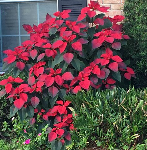 Poinsettia Plant