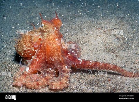Image result for How Octopus Change Color