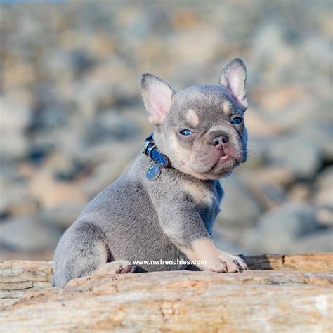 How Much For Blue French Bulldog