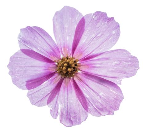 Image result for Flower