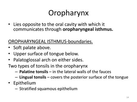 Anatomy of the respiratory system | PPTX