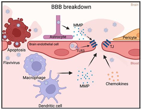 Mechanisms of Neuroinvasion and Neuropathogenesis by Pathologic ...