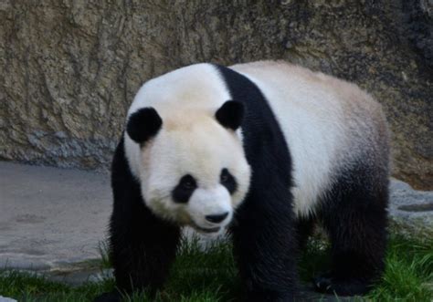 大熊猫有哪些生活习性或特点？-