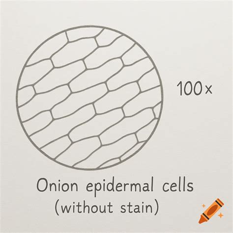 Line drawing of onion epidermal cells viewed under a microscope ...