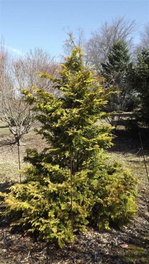 Chamaecyparis obtusa 'Crippsii' - Cripps golden hinoki false cypress ...