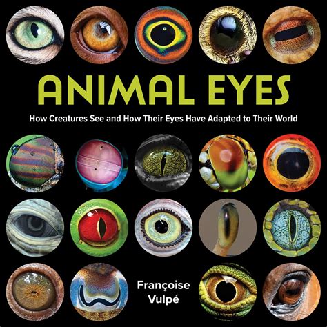 Animal Eyes: How Creatures See and How Their Eyes Have Adapted to Their ...
