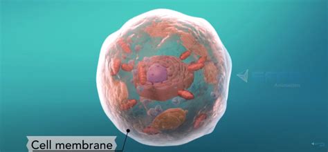 Cell Structure and Function Animation 的图像结果