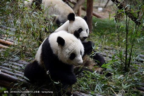 国宝熊猫,陆地动物,动物摄影,摄影,汇图网www.huitu.com