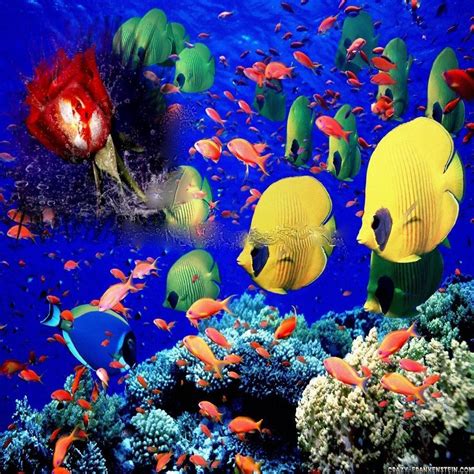 Sea Life Wallpaper 的图像结果