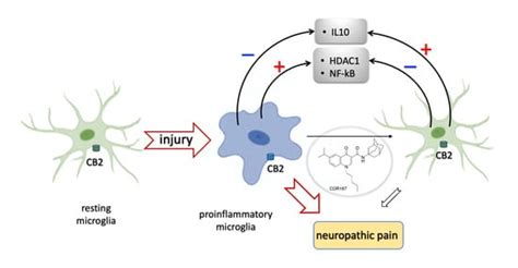 The Selective CB2 Agonist COR167 Reduced Symptoms in a Mice Model of ...