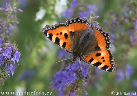 Kelebekler (Lepidoptera) - Kelebek Resimleri (1. Katalog) - Sayfa 19