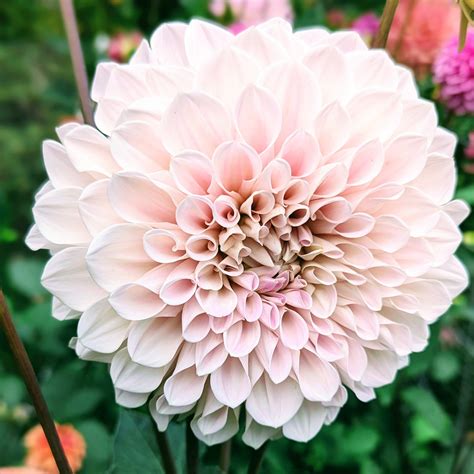 Sweet Nathalie – Good Life Dahlias