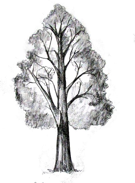 Draw a Tree 的图像结果
