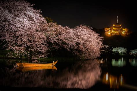 Of going to see cherry blossoms at night Sankei Garden by Makoto Honda ...
