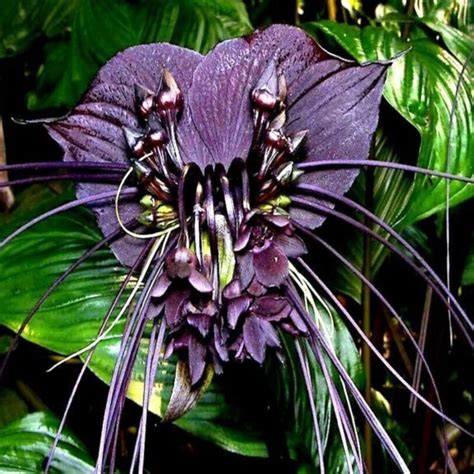 Black Orchid Plant