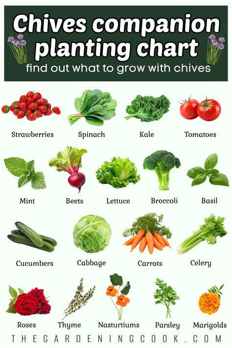 Chive Companion Plants + Chives Companion Planting Chart