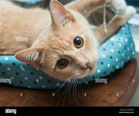 A buff or cream colored adult tabby cat curled up in a pet bed, with ...