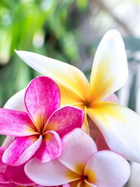 10 flowers that will fill the home with a sweet scent and a burst of ...