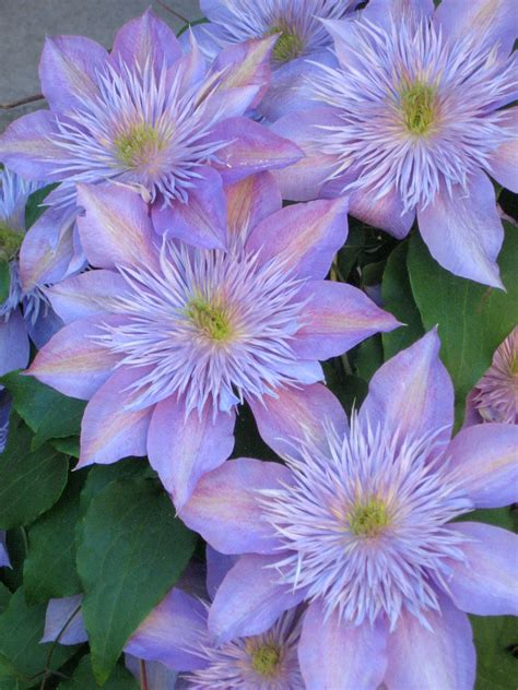 Clematis crystal fountain buy clematis perennials online – Artofit