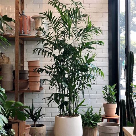 Bamboo Palm Plant