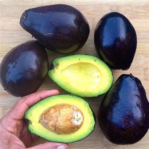 Avocado Mexicola Grande Live Plant – veliyathgardens
