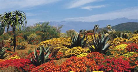 Beauty of Africa 的图像结果