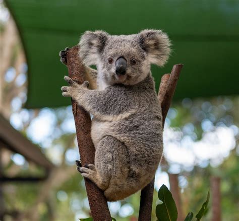 koala Facts | Britannica