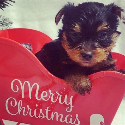 Next Day Pets (@nextdaypets) • Instagram photos and videos