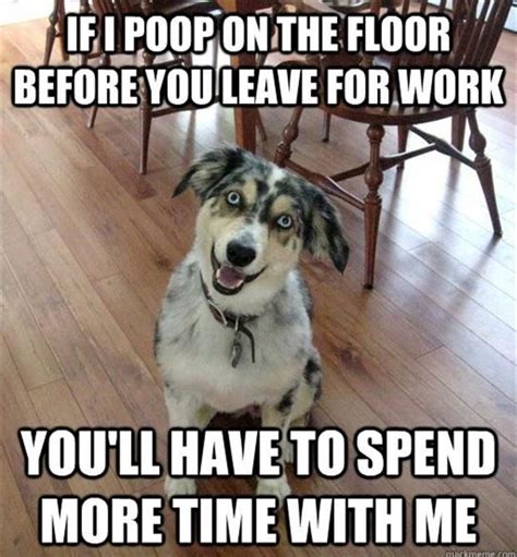 dog poops on floor
