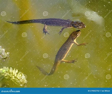Common Newts in a Garden Pond Stock Photo - Image of hunting, water ...