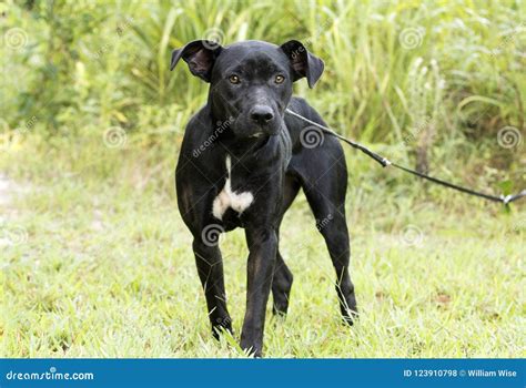 Black Lab Pitbull Mix Female