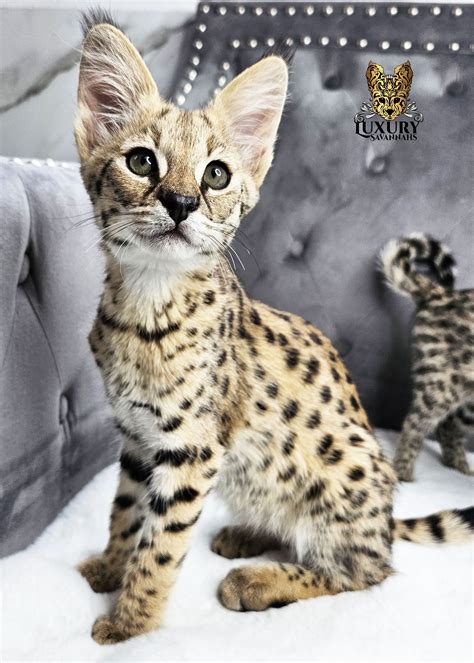 HP F1 Savannah Kitten at Luxury Savannahs | Savannah kitten, Cute cats ...
