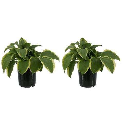 White Hosta Twilight Plant in 2.5-Quart Pot 2-Pack 1069 at Lowes.com
