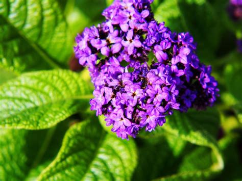 Info On Heliotrope Flowers - How To Grow Heliotrope And Heliotrope Care - what is the scent of heliotrope