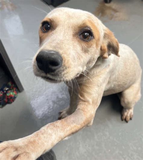 Heartbroken Shelter Dog Cries Herself To Sleep After Her Brother Gets ...