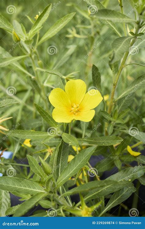 Yellow Flower of Ludwigia Grandiflora Plant Stock Photo - Image of ...