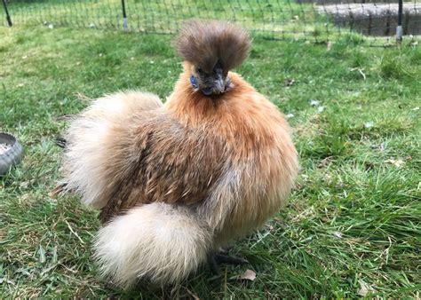 Partridge Silkie Chicken