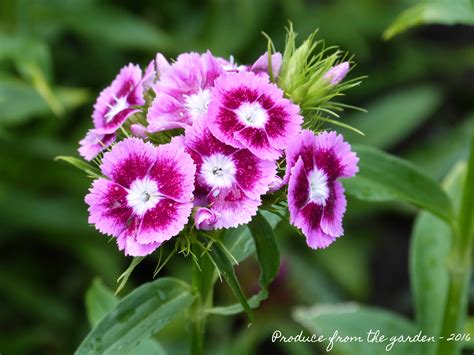 Poda De Flores De Sweet Williams Bouteloua, 28 (IV 2019)