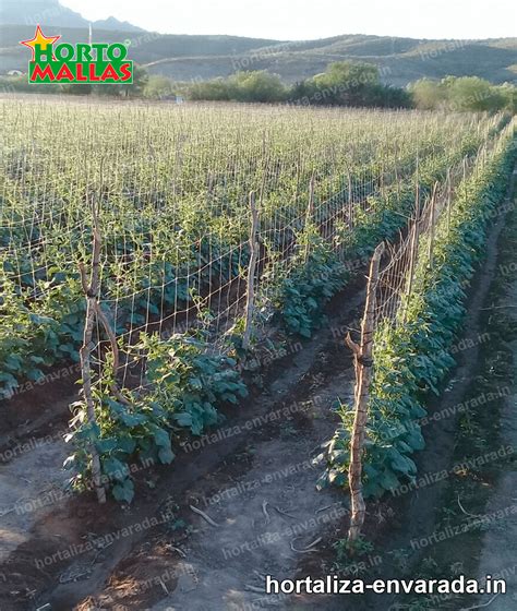Conseguir un mejor rendimiento en producción con hortaliza