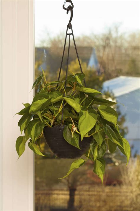 Hanging House Plants Nz at Harrison Trethowan blog