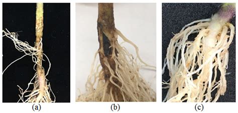 Exploring Two Streptomyces Species to Control Rhizoctonia solani in Tomato