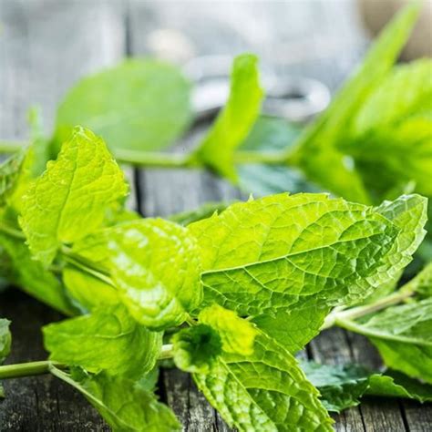 Plantex - Mint, Menthol & Isolates