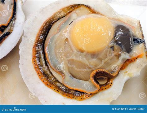 Image result for Scallop Shell Inside