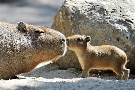 [100+] Capybara Pictures | Wallpapers.com