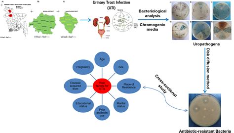 Risk factors and antibiogram of human uropathogens in the northern part ...