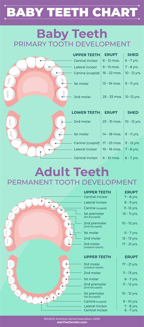 Baby Teeth: Eruption Charts, When They Fall Out, and Proper Care